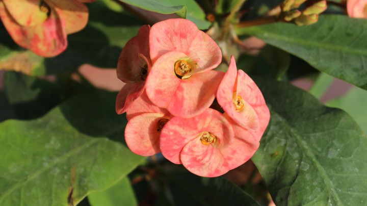 pink blossom 