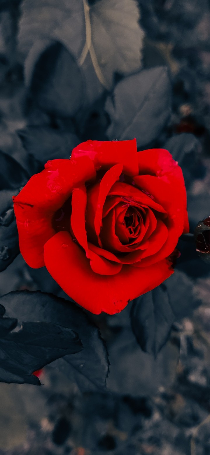 rose