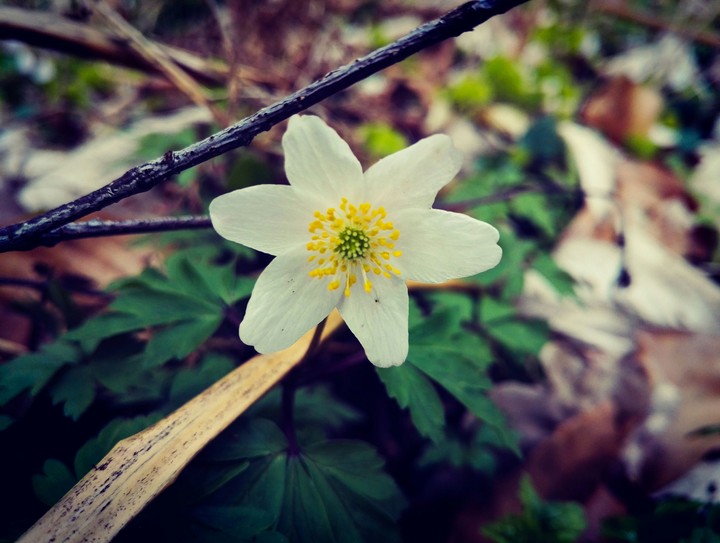 Flowers of woods