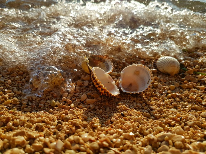 shells on the beach