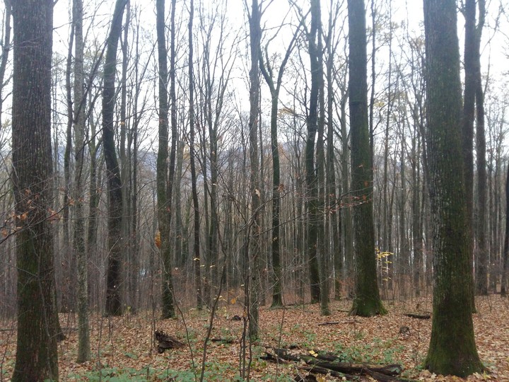Rocks and trees
