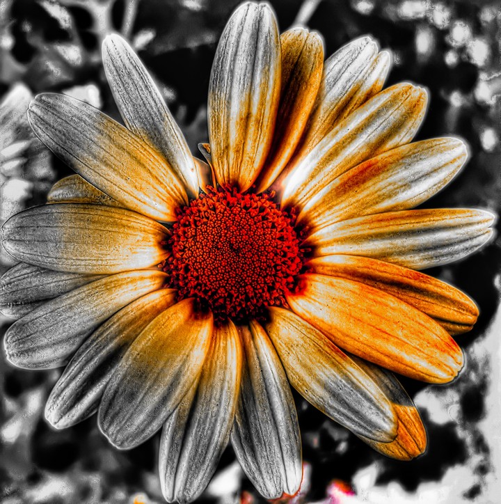 flower