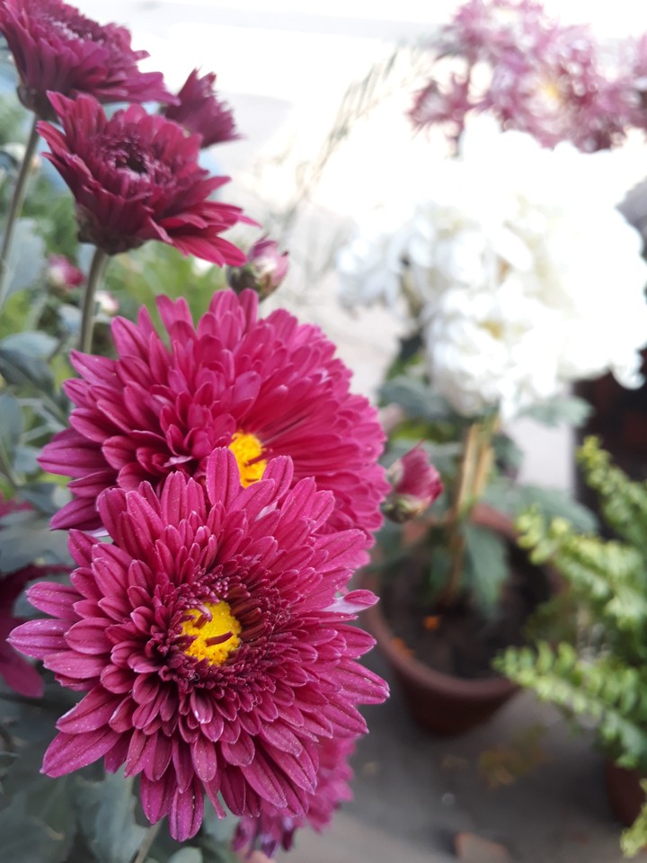 F   L  O  W   E  R 