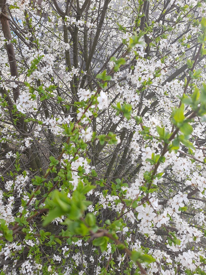 nature