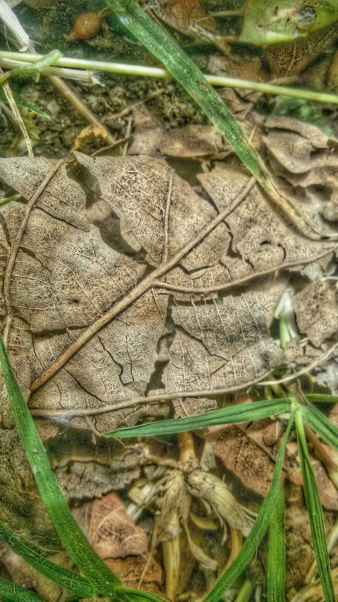 Dry leaves