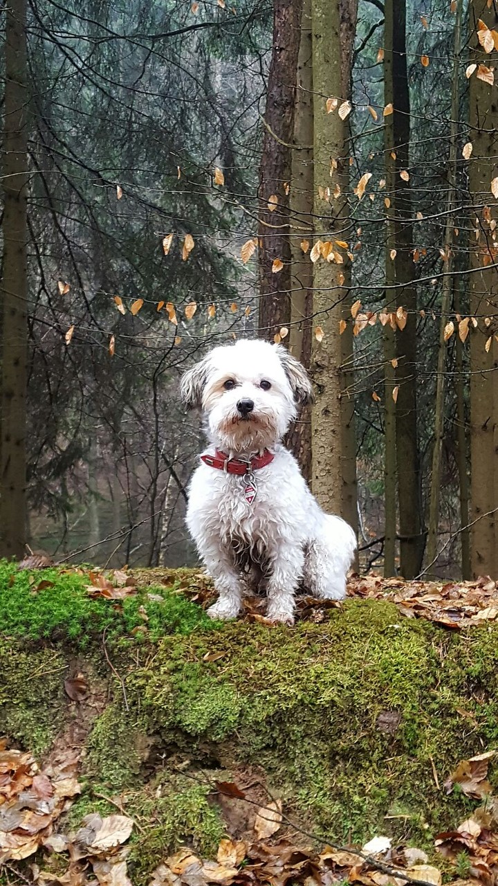 my cute Dog 