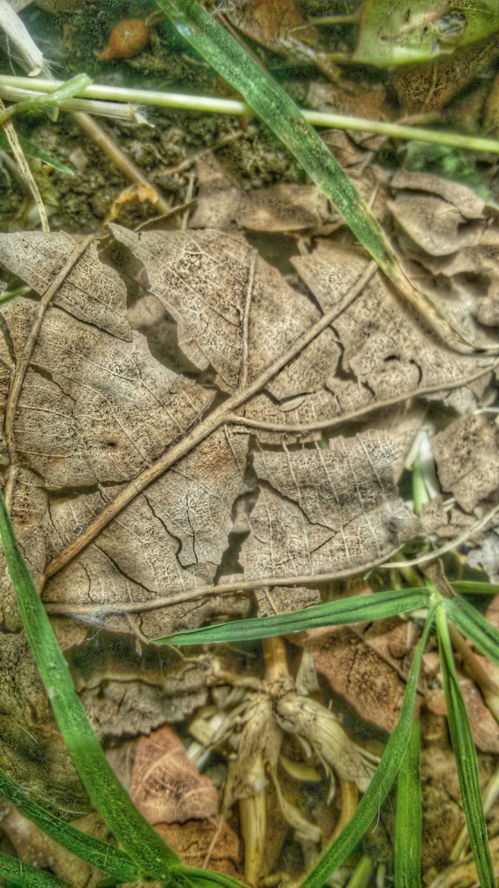 Dry leaves