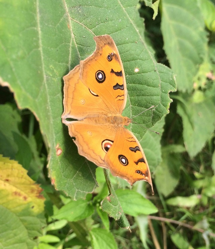 Butterfly