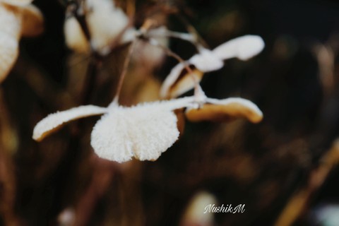autumn flowers