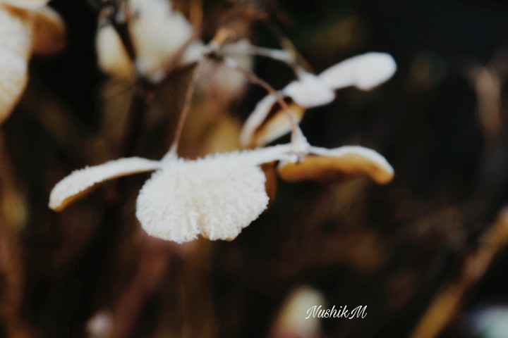 autumn flowers