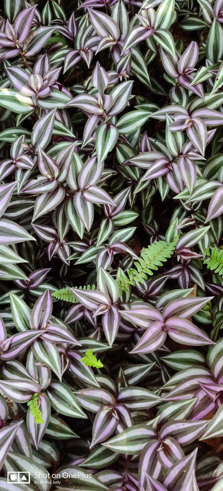 Multicolor Leaves!!