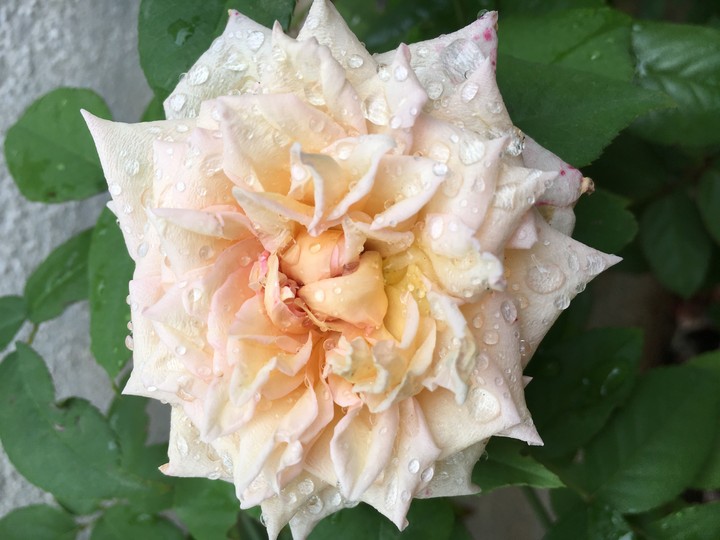 rose