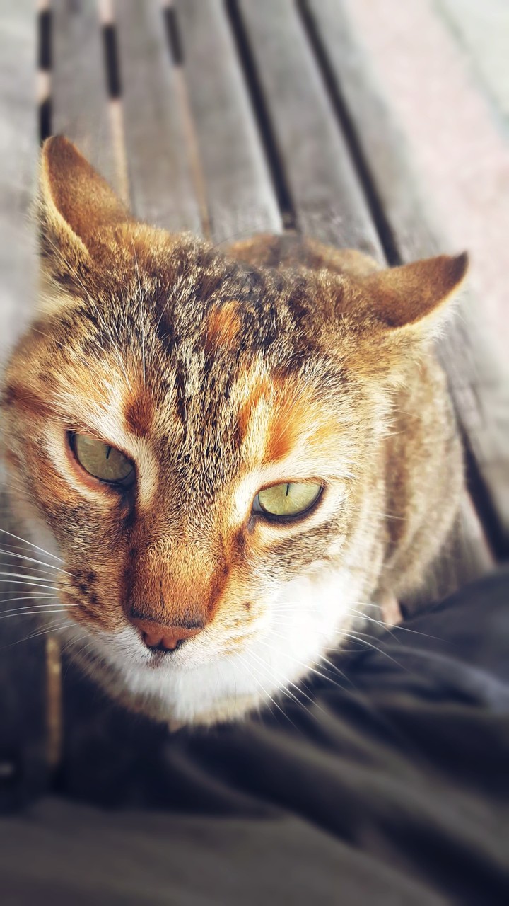 Cat of Haydarpaşa Station
