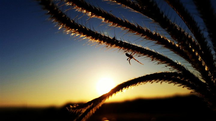 Spider
