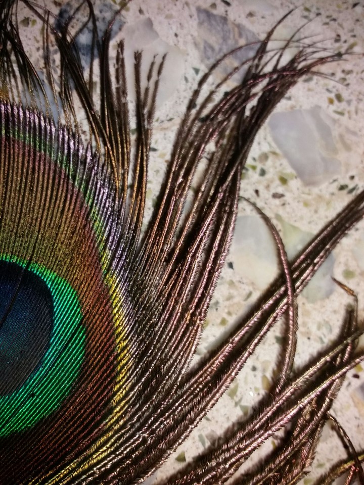 peacock 's feather 