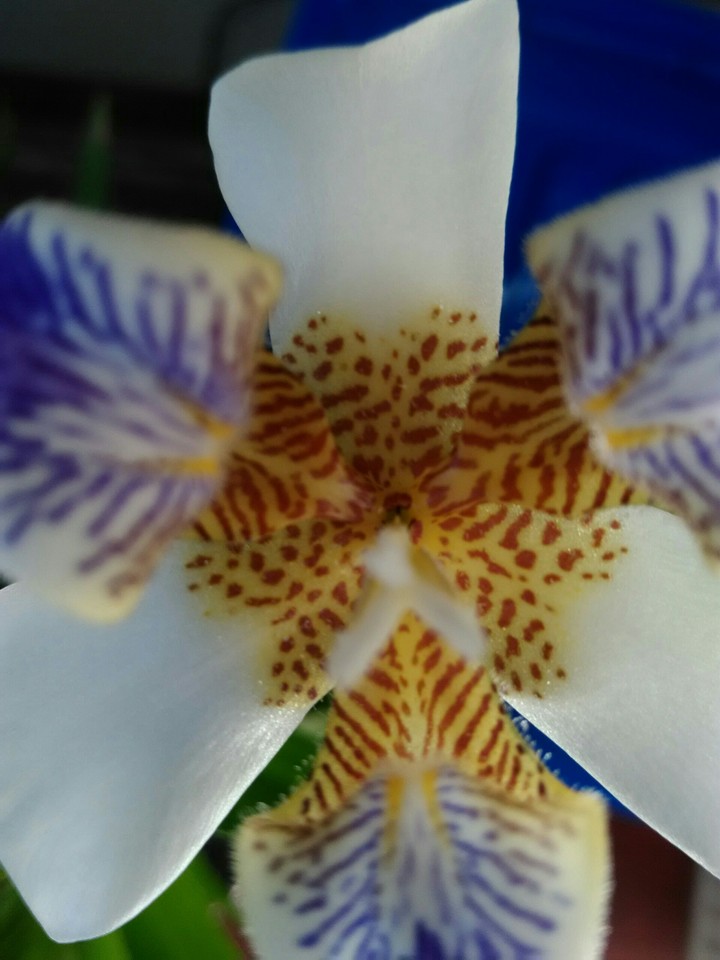 Orquídea