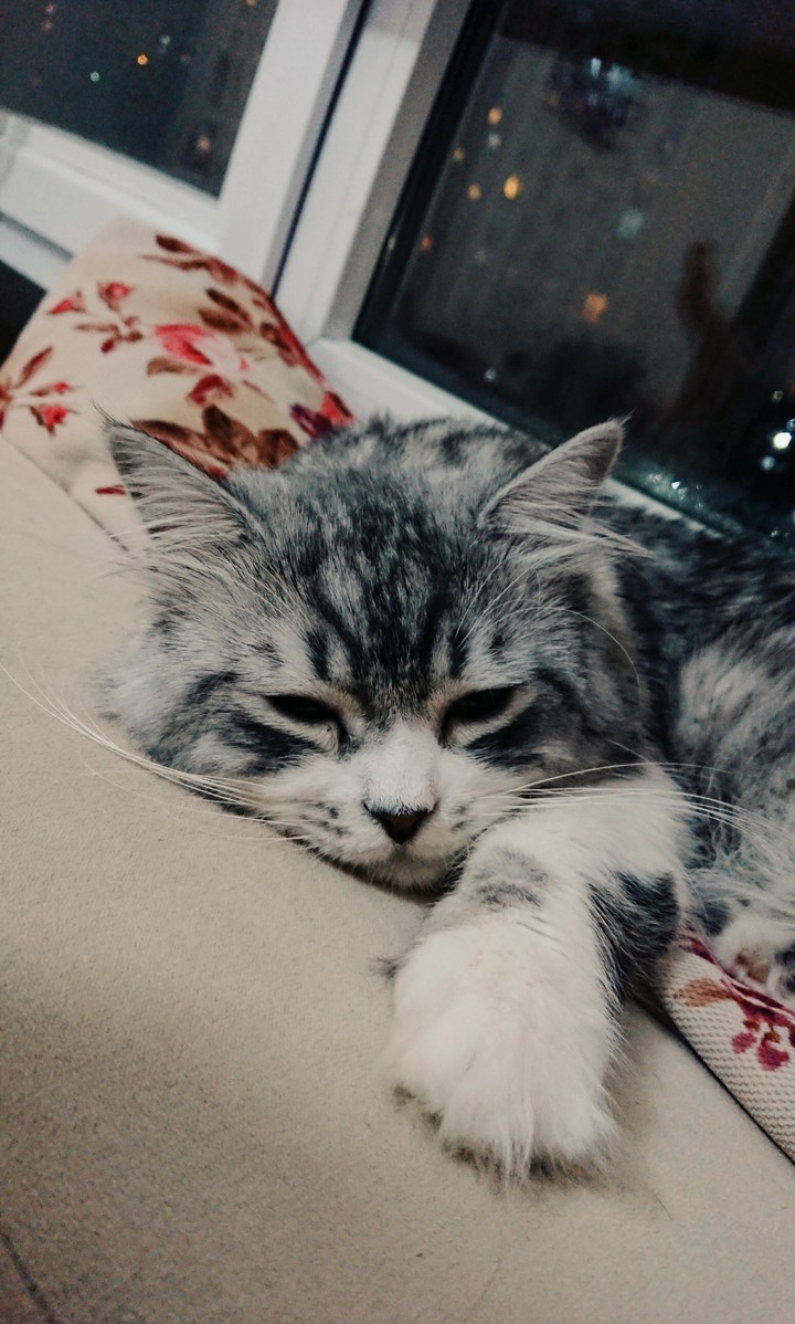 He is Ferit, a cute cat