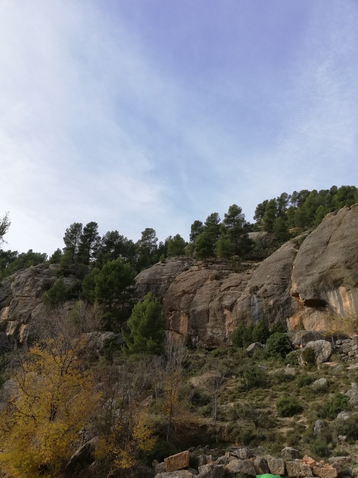 Forest in spain