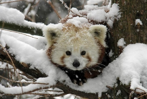 sfondi snow, wildlife