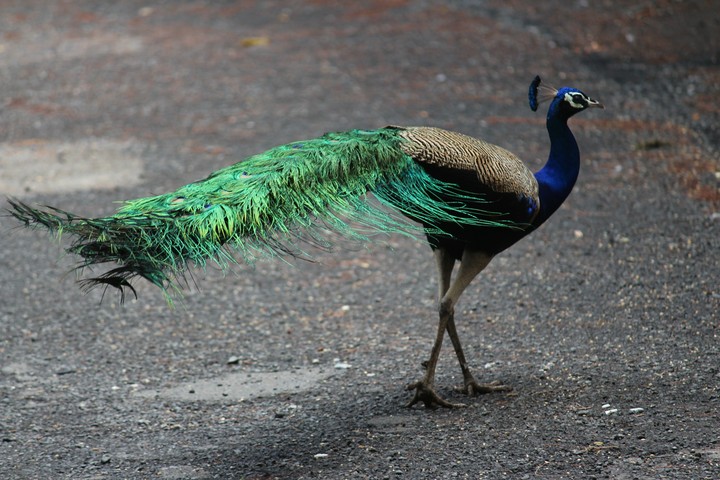 peacock