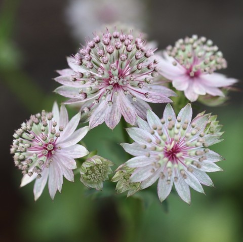 тапети subshrub, flower