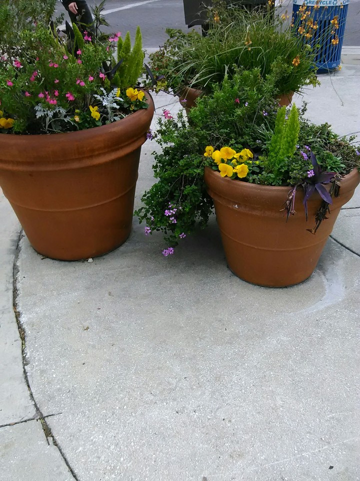 Flower Pots