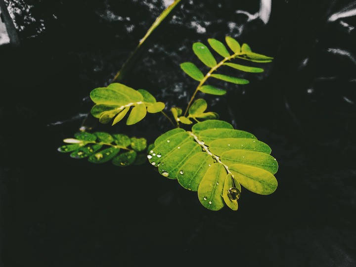 leaves