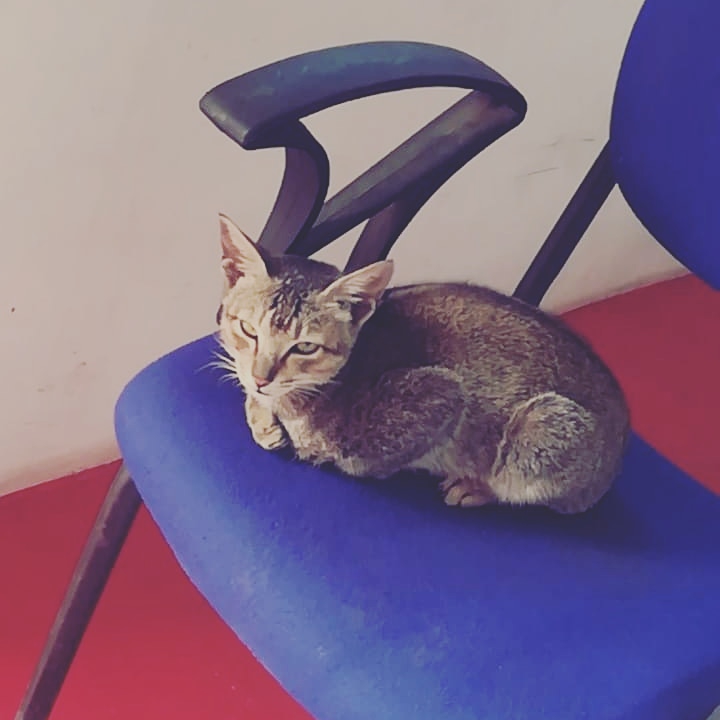 cat