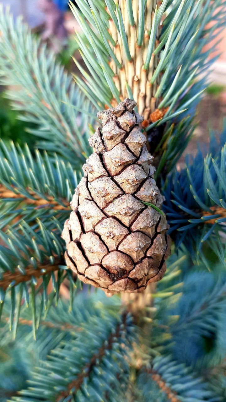 pinecone