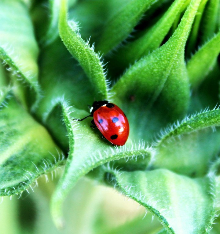 ladybird