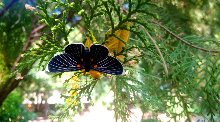 MARIPOSA NEGRA, SAN LORENZO, GRO.