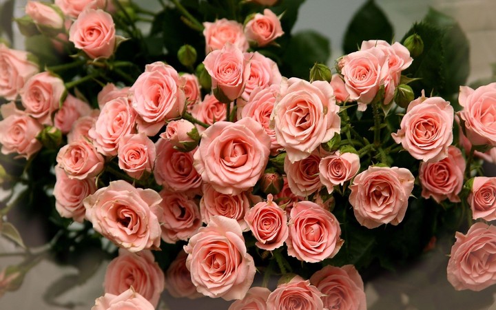 Orange Roses