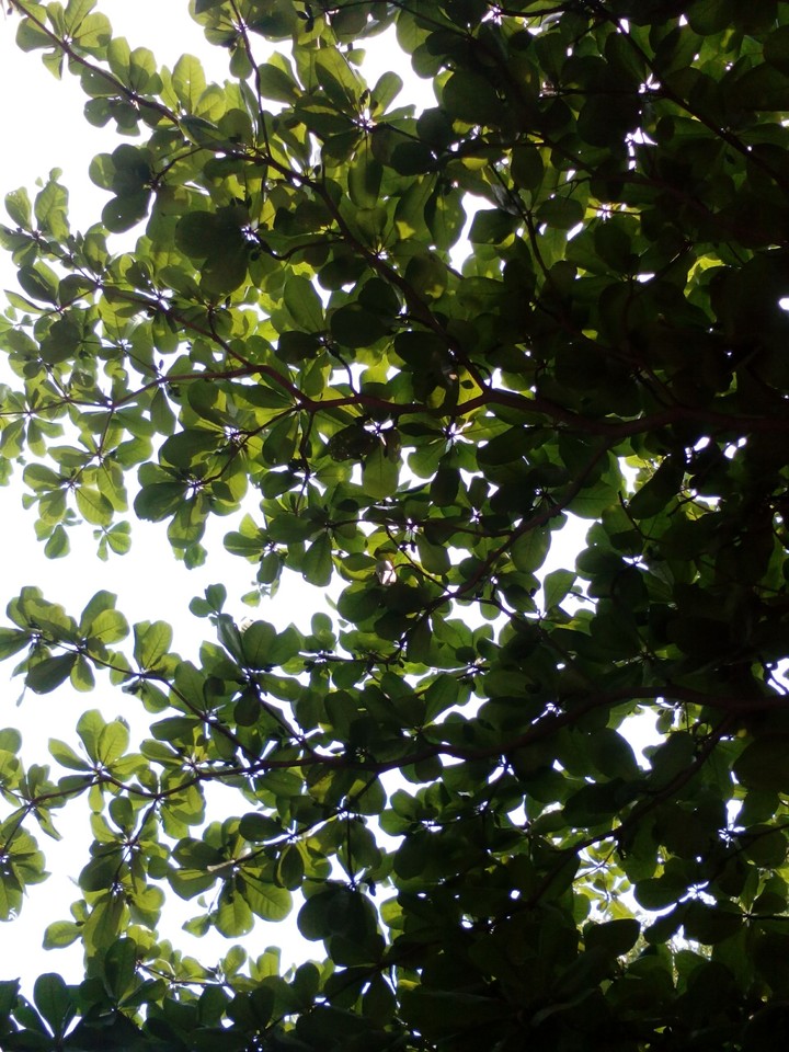 Greenery