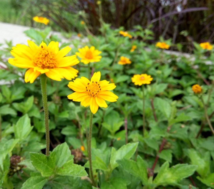 Flowers