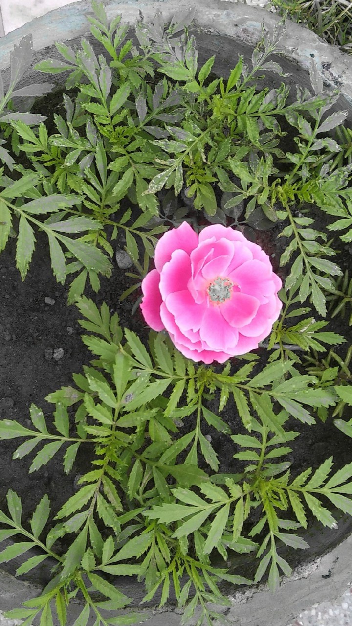 Rose
