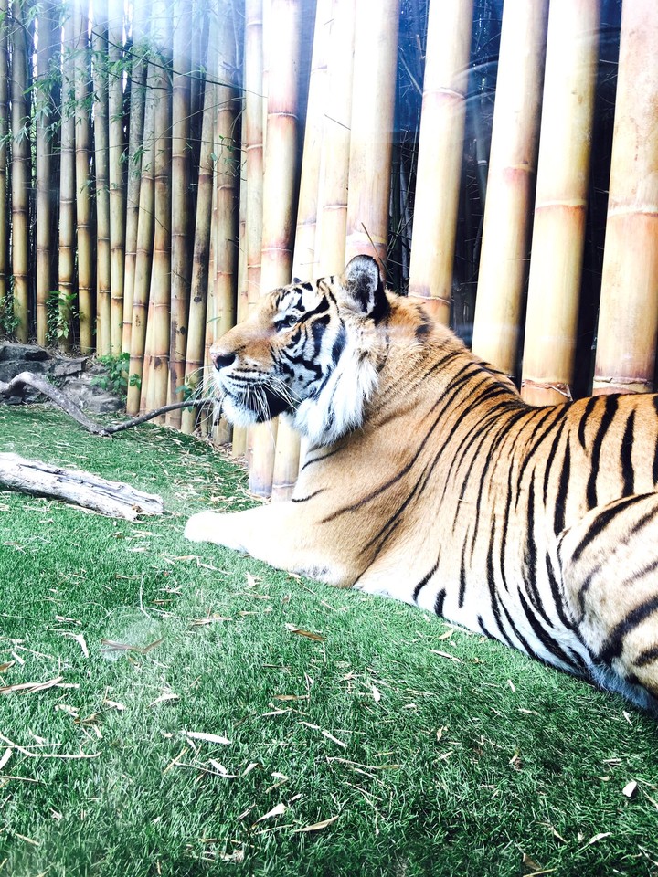 peaceful tiger