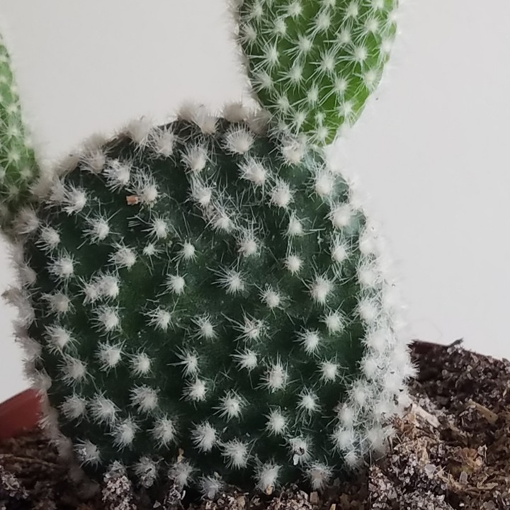 Bunny ear cactus