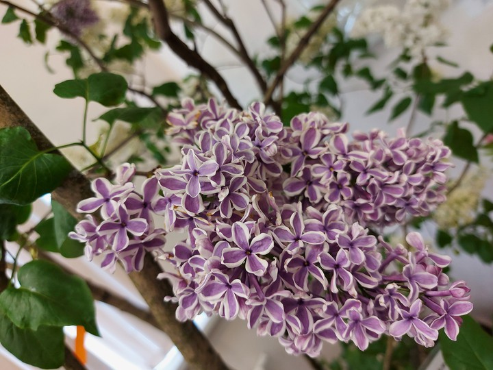 lilac purple
