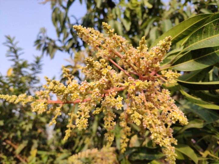Mango flowers