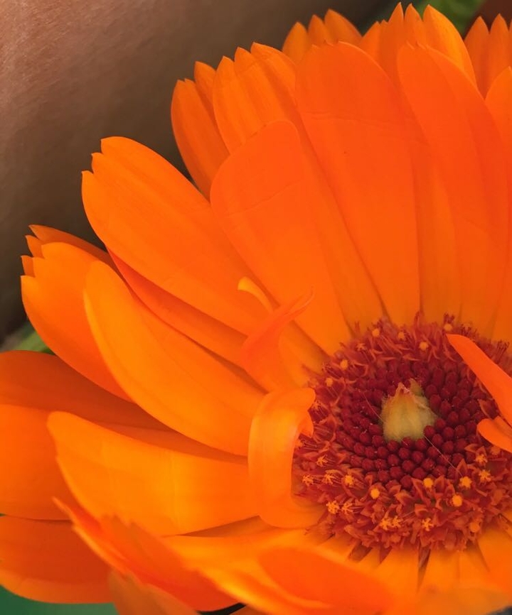 orange flower no_filter