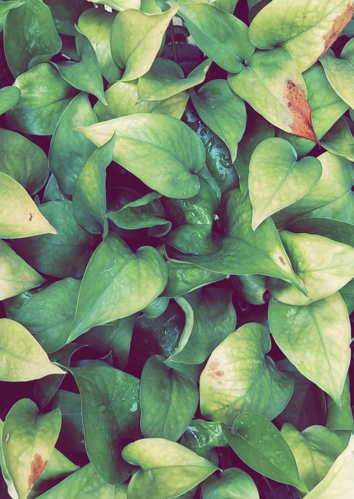 Money plant