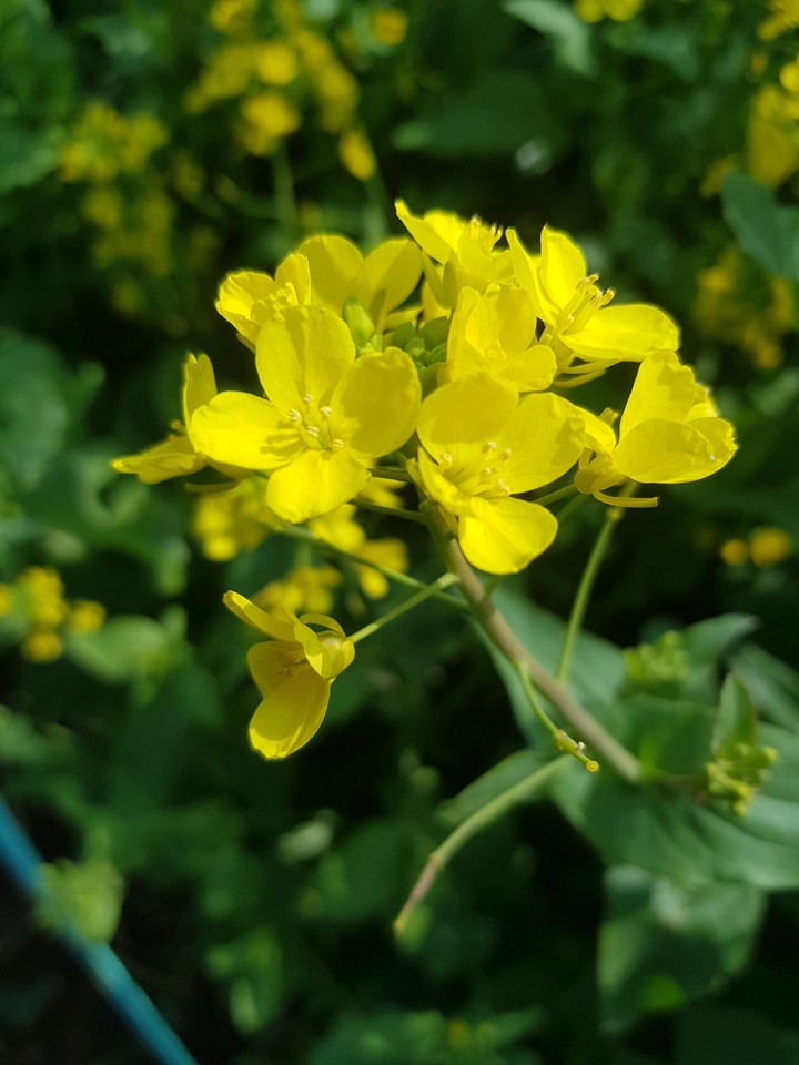 flowers