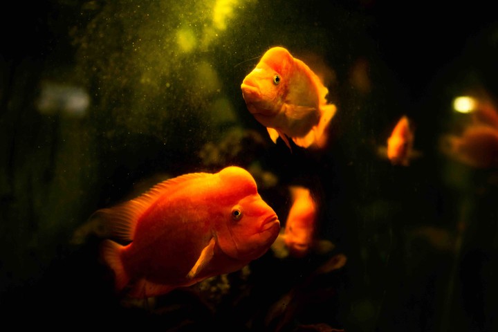 Fishes