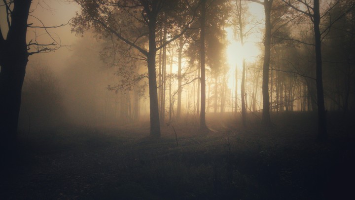 autumn in forest