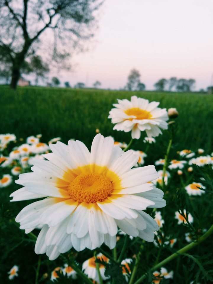daisy