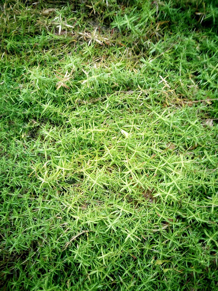 grass
