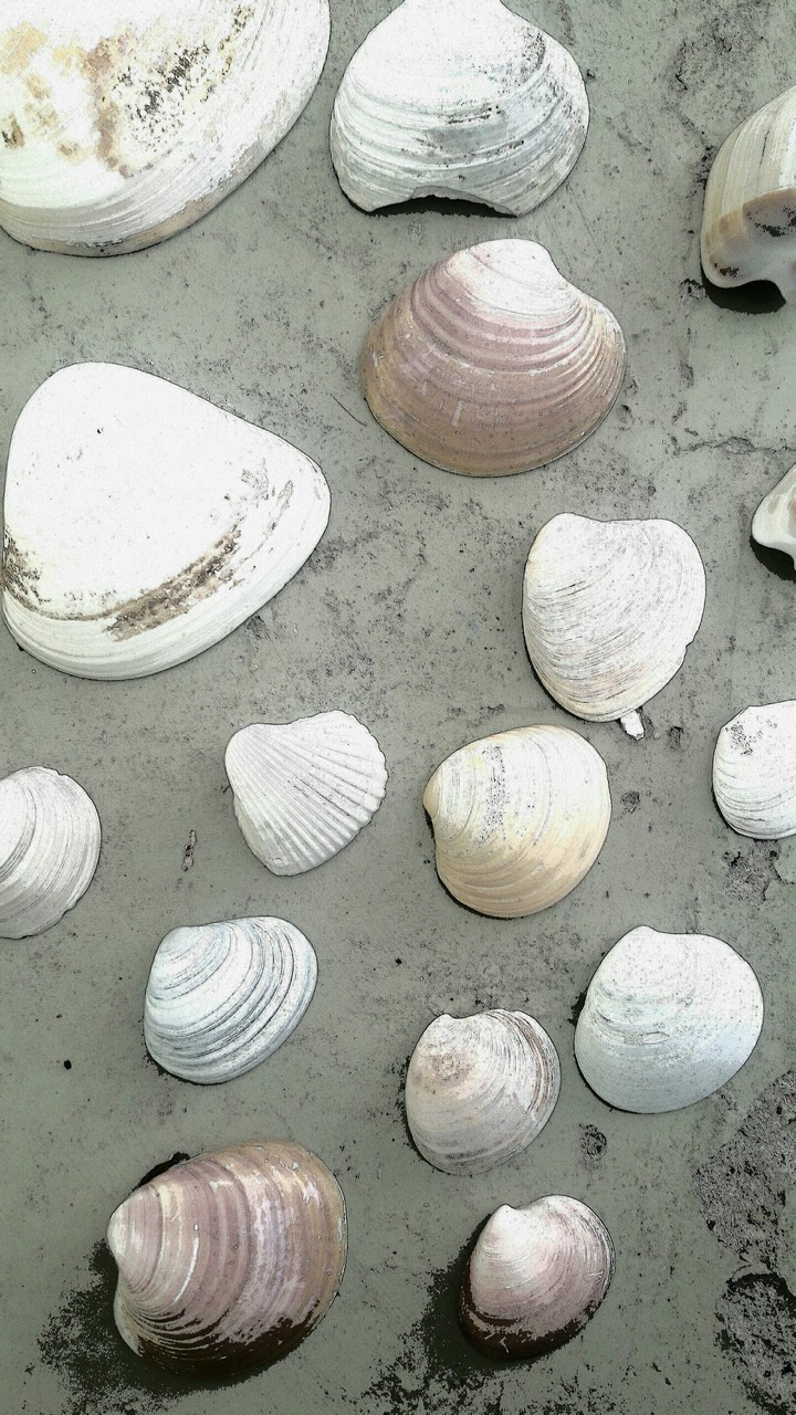 Conchas