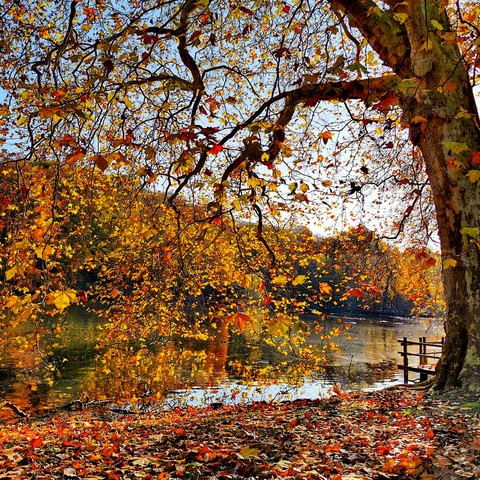 Rombergpark Dortmund
