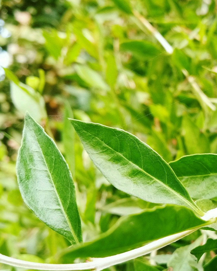 #heenaplant #lovenature #wallpaper #phoneography