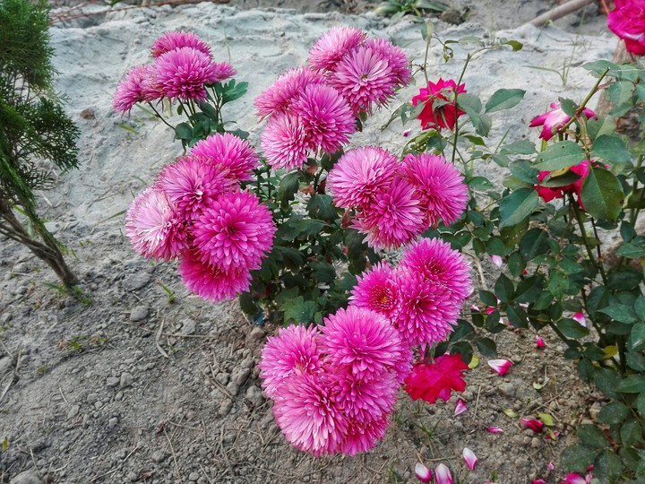 pink